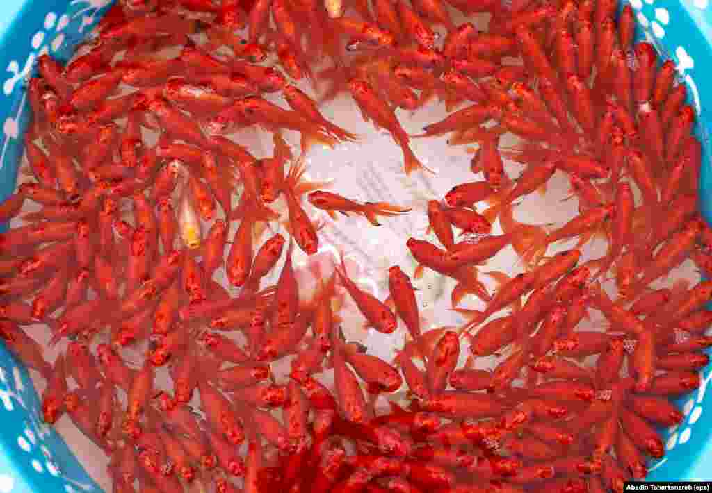 Goldfish for sale on a Tehran street on March 17. The fish are a frequent feature of Norouz holiday displays known as "haftsin."