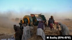 یو شمېر افغان بزګران - ارشیف