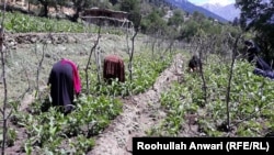 نورستان کې په کرکېلې بوختې مېرمنې