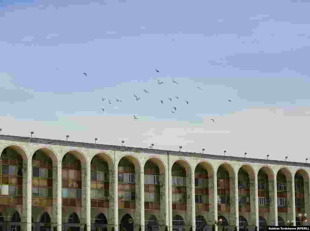 Аянттын үстүндө айланган куштар. 