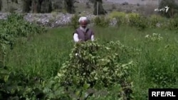  د لغمان د مشالې کمر کې د مېوه لرونکو بوټو د بڼ شااوخوا ۴۰۰ مېوه لرونکې ونې اره شوې وې چې عاملین یې لا نه هم نه دي پېژندل شوي. 